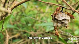 Evolution of Defensive Mimicry in Butterflies [upl. by Judah]