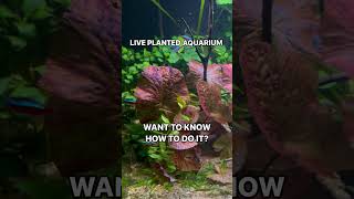 The Benefits Of Live Plants In The Aquarium Tropicalfish Tank [upl. by Pears]