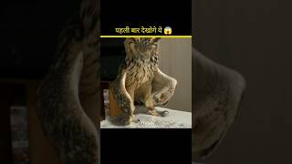 Why Does An Owl Do This 😱🤯 shorts ytshorts facts amazingfacts [upl. by Weidar787]