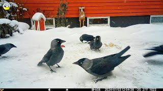 Jackdaws foraging in the snow ❄️❄️❄️❄️🦜 [upl. by Sine]