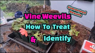 How to identify and treat Vine Weevils [upl. by Yarvis]