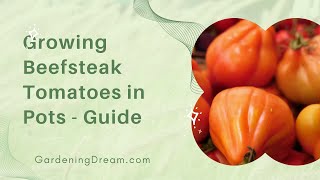 The Ultimate Guide to Growing Beefsteak Tomatoes in Pots [upl. by Immak]