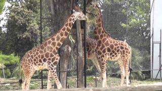 Parco Zoo Falconara  video di Massimo Serafini  2011 [upl. by Kenrick616]