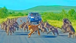 Leopard has allout Brawl With 50 Baboons  Different Angle [upl. by Columba]