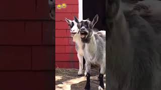 Ha Ha HeHe He 😂😂funny funny uscomedy comedyvideos comedy shorts comedyshorts [upl. by Naig539]