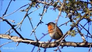 European Robin  Erithacus rubecula  אדום חזה [upl. by Julian]