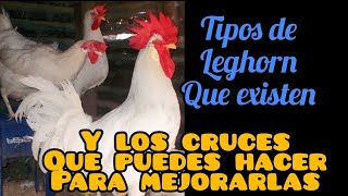 Cuantas variedades de la raza leghorn existen y con que razas cruzarla para mejorar mis ejemplares [upl. by Asseniv780]