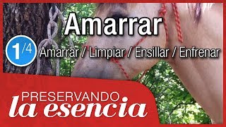 Cómo amarrar o apersogar un caballo Tutorial de dos versiones  nudo de jáquima de manejo natural [upl. by Aehtrod839]