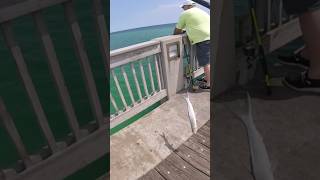 Catching Ladyfish on PCB Pier [upl. by Alleirbag]