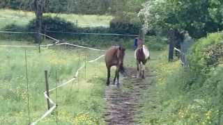 Les mecs découvrent le paddock paradise proche de la maison [upl. by Hanaj]