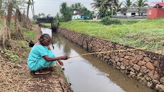 കറിക്കുള്ള ചെമ്പല്ലി പിടിച്ചു 🎣 I Village Fishing I Fishing fishing fishingvideo fish [upl. by Adyl307]