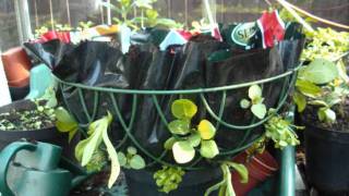 How to plant a Hanging Basket [upl. by Trebla]