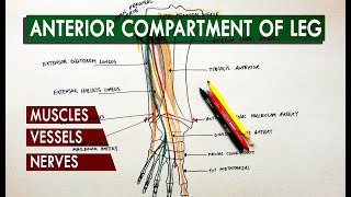 Anterior compartment of the leg  Muscles vessels amp nerves  Anatomy Tutorial [upl. by Novoj]