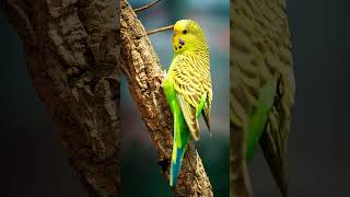 🐦☆³³•³ Budgerigars Melopsittacus undulatus  Observed in Description [upl. by Banwell628]