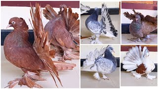 Fantails for SaleFull Red Blue Grizzil Saddle Chocolate Fantail ChicksFancy Pigeon American jambo [upl. by Rudich]