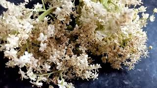 ELDERFLOWER CHAMPAGNE easy recipe [upl. by Hellman]