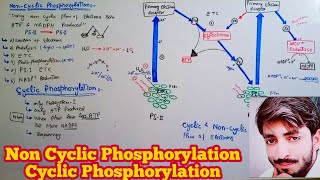 Non Cyclic and Cyclic phosphorylation ZScheme Light Reaction  Biology 11th  Chapter 11 [upl. by Etteuqaj940]