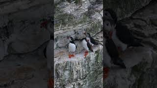 Puffin HeadFlicking Behaviour Bempton Cliffs [upl. by Rozalin]