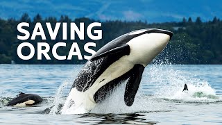 Saving Critically Endangered Killer Whales [upl. by Denae]