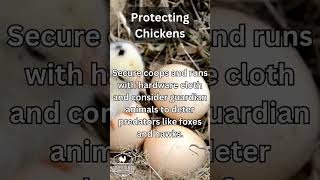 Keeping Chickens Safe  Protect The Flock [upl. by Ute327]