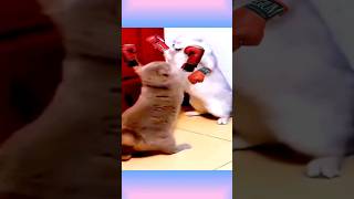 Pelea de Gatos por defender a su bebe Gatito 🐈 [upl. by Annahsirhc177]