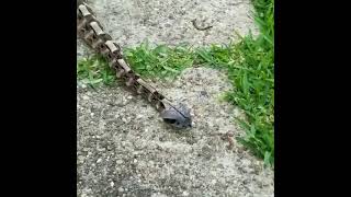 Another short of Destro the Caterpillar Bitis gabonica gaboon viper [upl. by Beryl860]