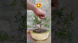 Bonsai boxwood tree 😊 [upl. by Yseult]