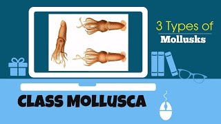 Mollusca Features [upl. by Llyrad69]