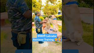 संस्कारी Labrador Retriever Training 🥰🥰 session 414 shorts dogobediencedoglover [upl. by Rothschild]