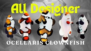 All Designer Ocellaris Clownfish [upl. by Naz1]