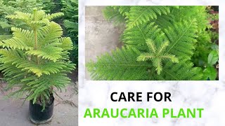 How to Care Araucaria Plant  Christmas tree plant in Hindi  Manoj Gardening Tips [upl. by Yekcaj]