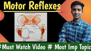 Motor reflexes  Flexor reflex  Withdrawal reflex  cross extensor reflexPhysiology  Ashish [upl. by Ynnob]