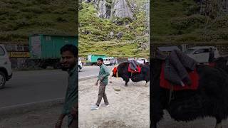 tsomgo lake sikkim view yatrawithsd explore shorts love [upl. by Teador]