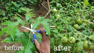 genius idea of ​​combining tomatoes and eggplants in one tree [upl. by Rori]