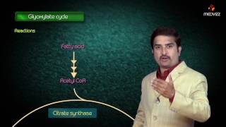 Glyoxylate cycle  Biochemistry MBBS Lectures  Dr G Bhanu prakash [upl. by Melburn98]