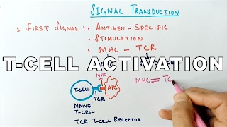 Cytotoxic T Tc cells or Killer T cells FLImmuno33 [upl. by Bartel]