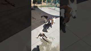 A212073  Treeing Walker Coonhound Located at the Merced County Animal Shelter in California [upl. by Esinet268]