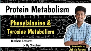 Phenylalanine amp Tyrosine Metabolism  Protein Metabolism Biochemistry Lectures [upl. by Enila]