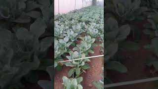 pesticides and fertilizersautomobile nature funny freefire fyp foryou food fun [upl. by Phina582]