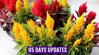 Know How to Grow n Care for Celosia Plants  Complete GUIDE [upl. by Abran]