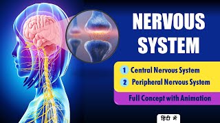 Explain Nervous System Anatomy and Physiology Hindi  Types of Neurons [upl. by Wallraff]