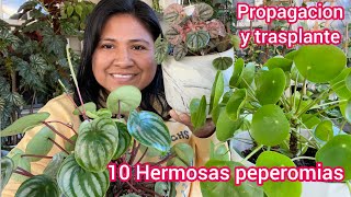 10 Hermosas Peperomias Cuidados trasplante y propagación [upl. by Rolyt714]