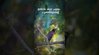 Thaimavin Thanalil  WhatsApp status  Lyrical Status Video  Yathramozhi  Kanthareez KNR  Feel [upl. by Einnaej656]