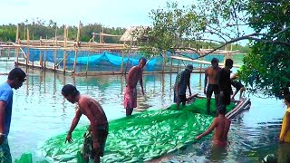 Amazing Milkfish Harvest Thousands of milkfish harvested in the Philippines [upl. by Enetsuj794]