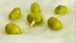 TimeLapse Mung Bean Germination [upl. by Lahsiv]