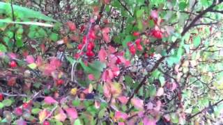 Golden Barberry Shrub Changes Colors with the Seasons lowmaintenance [upl. by Chon]