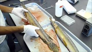 Spotted Gar Dissections  Part I Identifying Sex of Spotted Gars [upl. by Analim]