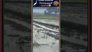 விவசாயியின் வேதனை நெல் வயல் கொக்கு குருவிvivasayam vivasayi farmer farming tnfarmers [upl. by Mieka]