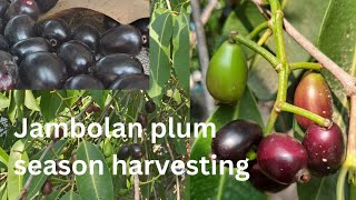 Jambolan plum season harvesting fruittoday fruit starfruit fruiting usa korea palm nature [upl. by Zoltai]