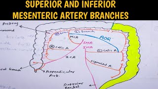 Superior Mesenteric Artery and Inferior Mesenteric Artery branches With Diagram  In Hindi [upl. by Sharos]